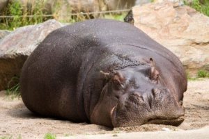 comment dort l'hippopotame Le sommeil de l'enfant